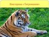 Викторина «Тигромания»