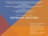 Нервная система