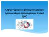 Структурная и функциональная организация проводящих путей ЦНС