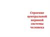 Строение центральной нервной системы человека