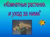 Комнатные растения и уход за ними