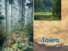 Тайга. Географическое положение