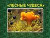 Лесные чудеса