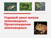 Годовой  цикл земноводных