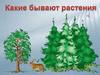 Какие бывают растения