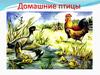 Домашние птицы