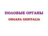 Половые органы