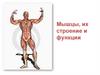 Мышцы, их строение и функции