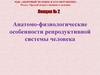 Анатомо-физиологические особенности репродуктивной системы человека