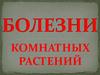 Болезни комнатных растений