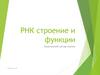 РНК строение и функции