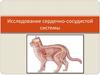 Исследование сердечно-сосудистой системы
