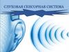 Слуховая сенсорная система