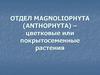 Отдел magnoliophyta (anthophyta) – цветковые или покрытосеменные растения