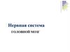 Головной мозг. Нервная система