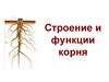 Строение и функции корня