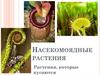 Насекомоядные растения