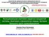 Функциональная анатомия сердечно-сосудистой системы. Анатомия и физиология сердца. Артерии большого круга кровообращения