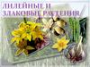 Лилейные и злаковые растения