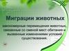Миграции животных