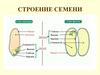 Строение семени