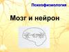 Психофизиология. Мозг и нейрон