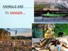 Animals are in danger… 9 класс