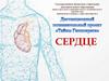 Сердце, сосуды. Фазы работы сердца