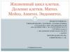 Жизненный цикл клетки. Деление клетки. Митоз и мейоз