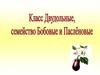 Семейство Бобовые и Пасленовые