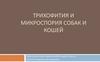 Трихофития и микроспория собак и кошей ТРИХОФИТИЯ И