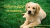 Собака - друг человека