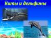 Киты и дельфины