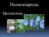 Полисахариды. Целлюлоза