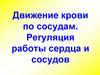 Движение крови по сосудам. Регуляция работы сердца и сосудов
