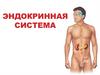 Эндокринная система