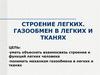 Строение легких. Газообмен в легких и тканях
