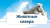 Животные севера