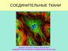 Соединительные ткани