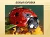 Божья коровка