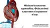 Фізіологія системи кровообігу. Фізіологічні властивості серцевого м’язу  (лекцiя 3)