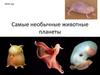 Самые необычные животные планеты