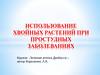Использование хвойных растений при простудных заболеваниях