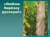 Люблю берёзку русскую!