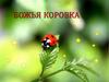 Рисуем божью коровку