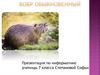 Бобр обыкновенный. Внешний вид