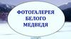 Фотогалерея белого медведя