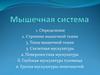 Мышечная система