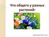 Что общего у разных растений? Окружающий мир, 1 класс