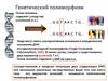 Генетический полиморфизм